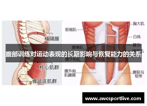 腹部训练对运动表现的长期影响与恢复能力的关系